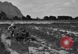 Image of water buffalo Hawaii USA, 1916, second 28 stock footage video 65675071577