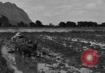 Image of water buffalo Hawaii USA, 1916, second 29 stock footage video 65675071577