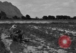 Image of water buffalo Hawaii USA, 1916, second 30 stock footage video 65675071577