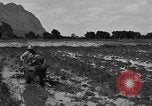 Image of water buffalo Hawaii USA, 1916, second 31 stock footage video 65675071577