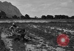 Image of water buffalo Hawaii USA, 1916, second 32 stock footage video 65675071577