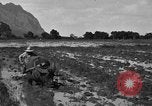 Image of water buffalo Hawaii USA, 1916, second 33 stock footage video 65675071577