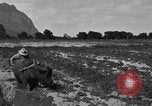 Image of water buffalo Hawaii USA, 1916, second 34 stock footage video 65675071577