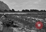 Image of water buffalo Hawaii USA, 1916, second 35 stock footage video 65675071577