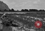 Image of water buffalo Hawaii USA, 1916, second 36 stock footage video 65675071577
