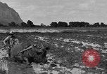 Image of water buffalo Hawaii USA, 1916, second 39 stock footage video 65675071577