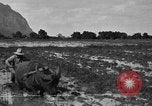 Image of water buffalo Hawaii USA, 1916, second 40 stock footage video 65675071577