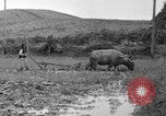 Image of water buffalo Hawaii USA, 1916, second 41 stock footage video 65675071577