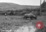 Image of water buffalo Hawaii USA, 1916, second 42 stock footage video 65675071577