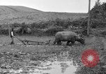 Image of water buffalo Hawaii USA, 1916, second 43 stock footage video 65675071577