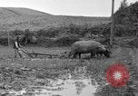 Image of water buffalo Hawaii USA, 1916, second 44 stock footage video 65675071577