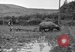Image of water buffalo Hawaii USA, 1916, second 45 stock footage video 65675071577