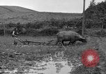 Image of water buffalo Hawaii USA, 1916, second 46 stock footage video 65675071577