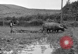 Image of water buffalo Hawaii USA, 1916, second 47 stock footage video 65675071577