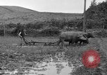 Image of water buffalo Hawaii USA, 1916, second 48 stock footage video 65675071577