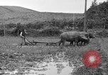 Image of water buffalo Hawaii USA, 1916, second 49 stock footage video 65675071577