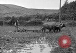 Image of water buffalo Hawaii USA, 1916, second 50 stock footage video 65675071577