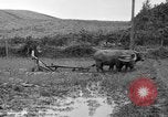 Image of water buffalo Hawaii USA, 1916, second 51 stock footage video 65675071577