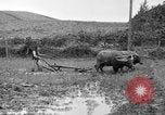 Image of water buffalo Hawaii USA, 1916, second 53 stock footage video 65675071577