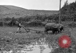 Image of water buffalo Hawaii USA, 1916, second 54 stock footage video 65675071577