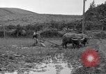 Image of water buffalo Hawaii USA, 1916, second 55 stock footage video 65675071577