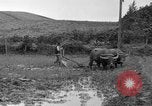 Image of water buffalo Hawaii USA, 1916, second 56 stock footage video 65675071577