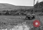 Image of water buffalo Hawaii USA, 1916, second 57 stock footage video 65675071577