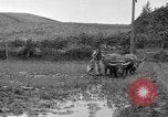 Image of water buffalo Hawaii USA, 1916, second 58 stock footage video 65675071577
