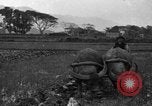Image of water buffalo Hawaii USA, 1916, second 62 stock footage video 65675071577