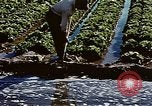 Image of Hoover Dam United States USA, 1962, second 4 stock footage video 65675071610