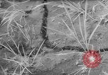 Image of drought Japan, 1958, second 15 stock footage video 65675071621