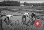 Image of drought Japan, 1958, second 23 stock footage video 65675071621