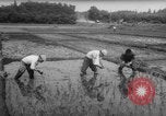 Image of drought Japan, 1958, second 24 stock footage video 65675071621