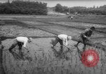 Image of drought Japan, 1958, second 26 stock footage video 65675071621