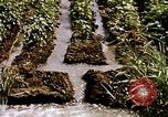Standbild Landwirtschaft United States USA, 1956, aus Sekunde 56 historischem Filmmaterial Videoclip 65675071647