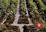 Standbild Landwirtschaft United States USA, 1956, aus Sekunde 57 historischem Filmmaterial Videoclip 65675071647