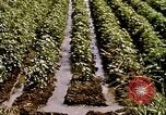 Standbild Landwirtschaft United States USA, 1956, aus Sekunde 58 historischem Filmmaterial Videoclip 65675071647