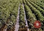 Standbild Landwirtschaft United States USA, 1956, aus Sekunde 59 historischem Filmmaterial Videoclip 65675071647