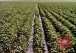 Standbild Landwirtschaft United States USA, 1956, aus Sekunde 60 historischem Filmmaterial Videoclip 65675071647