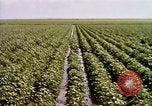 Standbild Landwirtschaft United States USA, 1956, aus Sekunde 61 historischem Filmmaterial Videoclip 65675071647