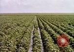 Standbild Landwirtschaft United States USA, 1956, aus Sekunde 62 historischem Filmmaterial Videoclip 65675071647