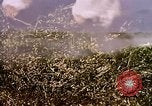 Standbild Landwirtschaft United States USA, 1956, aus Sekunde 54 historischem Filmmaterial Videoclip 65675071648