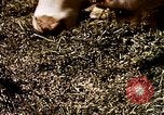 Standbild Landwirtschaft United States USA, 1956, aus Sekunde 55 historischem Filmmaterial Videoclip 65675071648