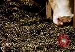 Standbild Landwirtschaft United States USA, 1956, aus Sekunde 56 historischem Filmmaterial Videoclip 65675071648