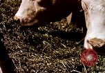 Standbild Landwirtschaft United States USA, 1956, aus Sekunde 57 historischem Filmmaterial Videoclip 65675071648