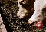 Standbild Landwirtschaft United States USA, 1956, aus Sekunde 58 historischem Filmmaterial Videoclip 65675071648