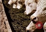 Standbild Landwirtschaft United States USA, 1956, aus Sekunde 60 historischem Filmmaterial Videoclip 65675071648