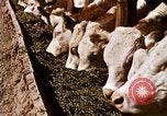 Standbild Landwirtschaft United States USA, 1956, aus Sekunde 62 historischem Filmmaterial Videoclip 65675071648