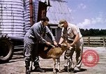 Standbild Landwirtschaft United States USA, 1956, aus Sekunde 62 historischem Filmmaterial Videoclip 65675071650