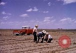 Standbild Landwirtschaft United States USA, 1956, aus Sekunde 8 historischem Filmmaterial Videoclip 65675071651